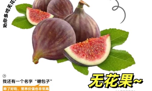 野烟叶根的功效与作用及禁忌-野烟叶根的功效与作用网 :分享野烟叶根主治什么病-野烟叶根主治什么病知识