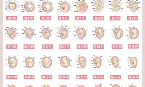 野烟叶根的功效与作用网 :分享野烟叶根主治什么病-野烟叶根主治什么病知识